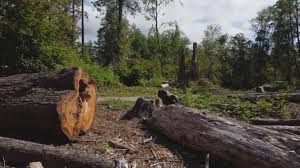 Professional Tree Care in Heartland, TX